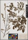 Foto von Salix cinerea L. x Salix repens L.